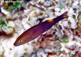 Image result for Parupeneus cyclostomus