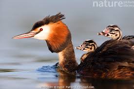 Attēlu rezultāti vaicājumam “Podiceps cristatus adult”
