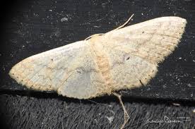 Attēlu rezultāti vaicājumam “Idaea seriata”