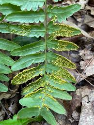 Attēlu rezultāti vaicājumam “Physarum luteolum”