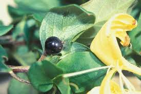Attēlu rezultāti vaicājumam “Lonicera caprifolium fruit”
