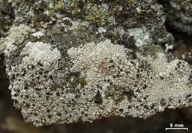 Attēlu rezultāti vaicājumam “Arthonia vinosa”