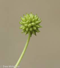 Attēlu rezultāti vaicājumam “Anemone nemorosa bud”