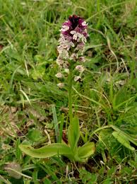 Attēlu rezultāti vaicājumam “Orchis ustulata flower”