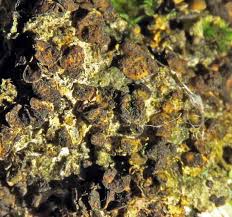 Attēlu rezultāti vaicājumam “Lichenoconium xanthoriae”