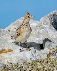 Image result for Alauda arvensis