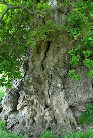 Attēlu rezultāti vaicājumam “Quercus robur”