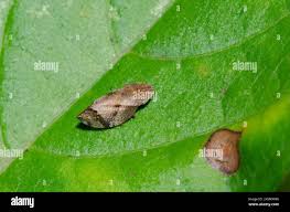 Attēlu rezultāti vaicājumam “Lepyronia coleoptrata”