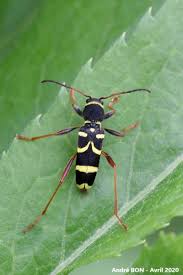 Attēlu rezultāti vaicājumam “Clytus arietis”