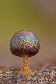 Attēlu rezultāti vaicājumam “Trichia alpina spores”