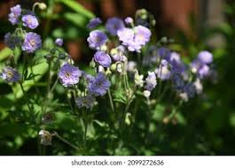 Image result for Geranium `Summer Skies`