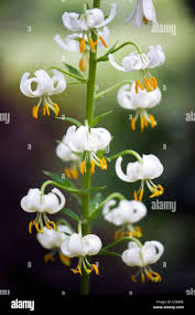 Image result for Lilium martagon Alba