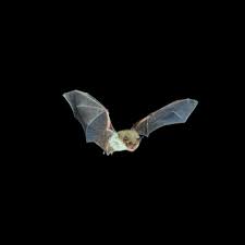 Attēlu rezultāti vaicājumam “Myotis sp.”