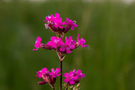 Attēlu rezultāti vaicājumam “Silene viscaria leaf”