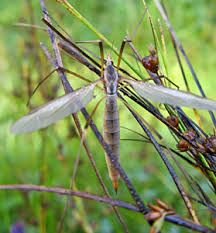 Attēlu rezultāti vaicājumam “Griselda ustomaculana”