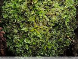 Attēlu rezultāti vaicājumam “Chiloscyphus pallescens”