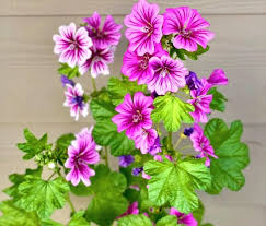 Image result for Malva sylvestris