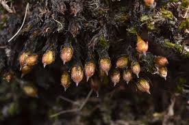 Attēlu rezultāti vaicājumam “Orthotrichum patens”