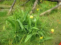 Attēlu rezultāti vaicājumam “Ranunculus lingua bud”