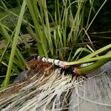 Image result for Acorus calamus