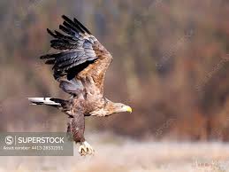 Attēlu rezultāti vaicājumam “Haliaeetus albicilla”