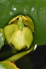 Attēlu rezultāti vaicājumam “Nuphar lutea fruit”