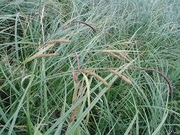 Attēlu rezultāti vaicājumam “Carex acutiformis leaf”