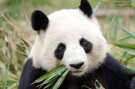 Image result for pandas