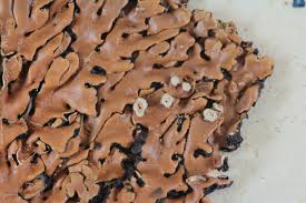 Attēlu rezultāti vaicājumam “Menegazzia terebrata”