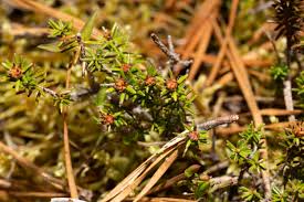 Attēlu rezultāti vaicājumam “Empetraceae”