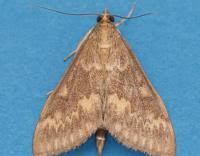 Attēlu rezultāti vaicājumam “Ostrinia nubilalis”