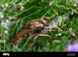Attēlu rezultāti vaicājumam “Asilus crabroniformis”