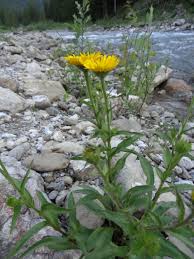 Image result for Buphthalmum salicifolium