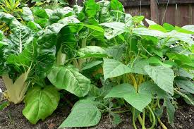 Image result for Buschbohnen