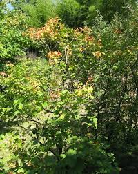 Attēlu rezultāti vaicājumam “Viburnum opulus leaf”