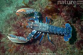 Image result for Homarus gammarus