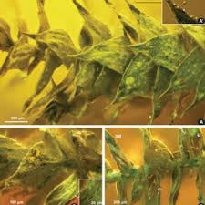 Attēlu rezultāti vaicājumam “Atrichum flavisetum sporophyte”