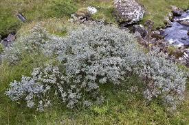 Attēlu rezultāti vaicājumam “Salix lapponum”