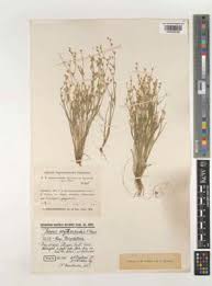 Attēlu rezultāti vaicājumam “Schoenus ferrugineus fruit”