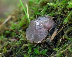 Attēlu rezultāti vaicājumam “Neobulgaria pura”