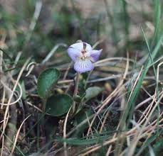 Attēlu rezultāti vaicājumam “Viola rupestris bud”
