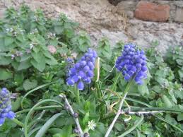 Attēlu rezultāti vaicājumam “Muscari armeniacum”