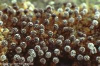 Attēlu rezultāti vaicājumam “Physarum album spores”