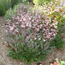 Image result for Penstemon