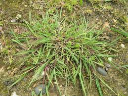 Attēlu rezultāti vaicājumam “Agrostis stolonifera subsp. straminea”