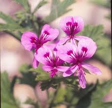 Attēlu rezultāti vaicājumam “Geranium bohemicum flower”