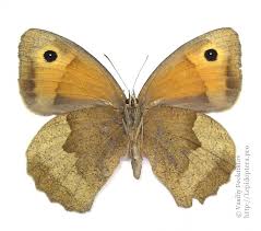 Attēlu rezultāti vaicājumam “Maniola jurtina”