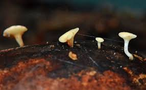 Attēlu rezultāti vaicājumam “Hymenoscyphus fructigenus”