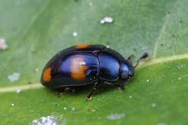 Attēlu rezultāti vaicājumam “Erotylidae”