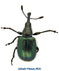 Attēlu rezultāti vaicājumam “Attelabidae”